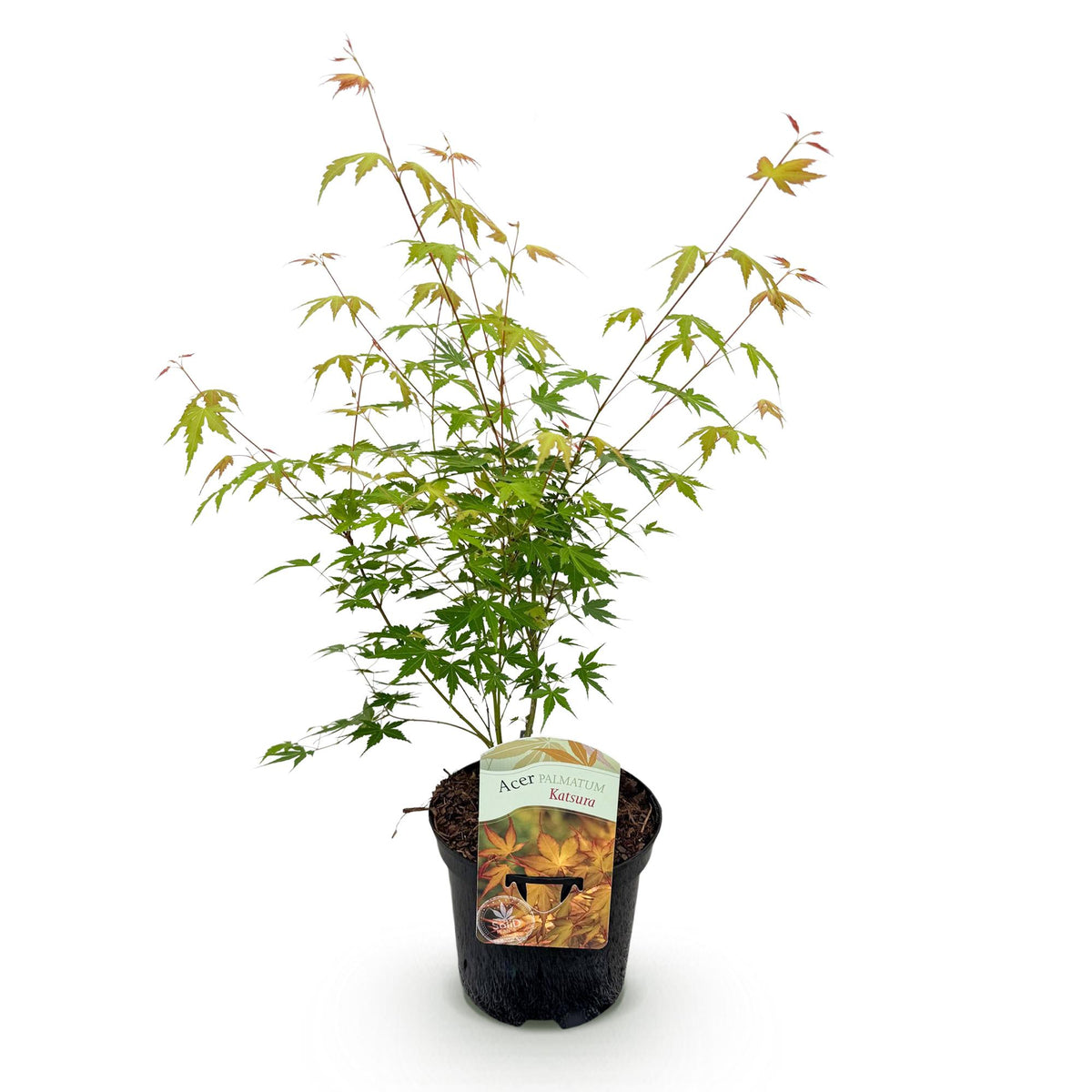 Acer palmatum 'Katsura' (Japanse esdoorn) – oranje – Ø19 cm, 70 cm hoog