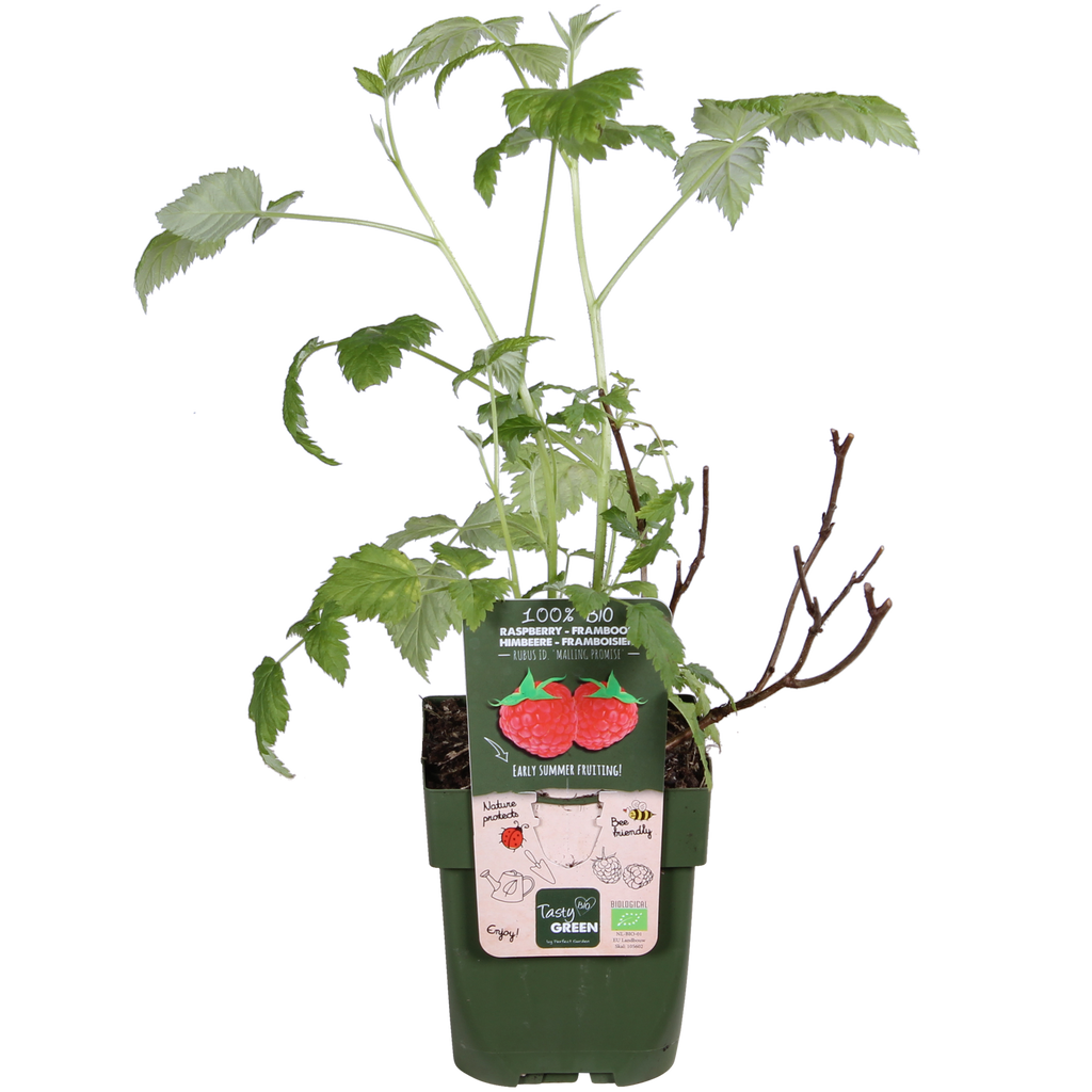Rubus idaeus 'Malling Promise' (framboos) – Ø13 cm, 45 cm hoog
