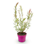 Salix 'Flamingo' (wilg) – Ø17 cm, 40–50 cm hoog