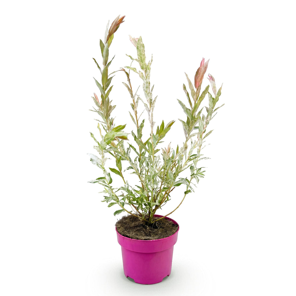Salix 'Flamingo' (wilg) – Ø17 cm, 40–50 cm hoog