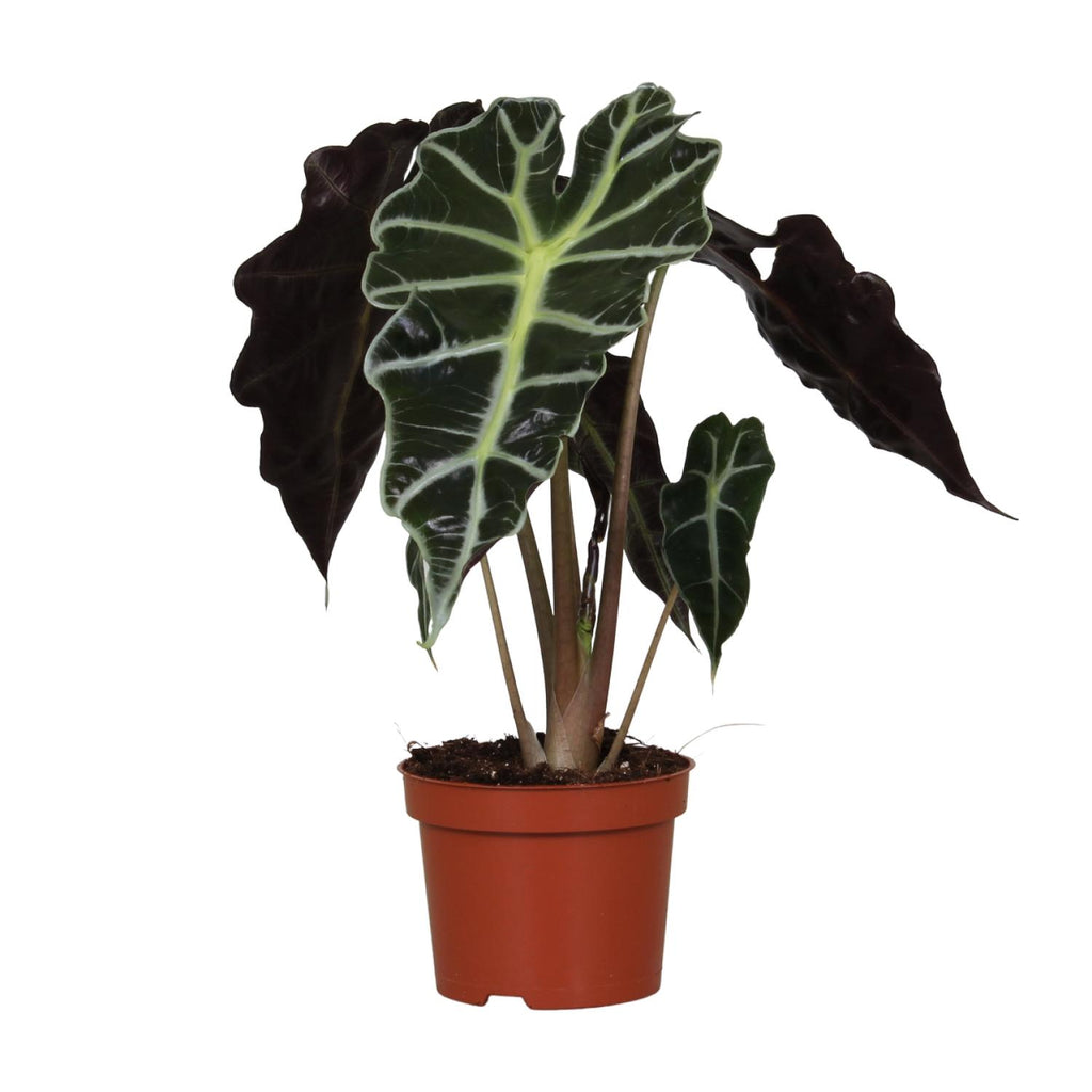 Alocasia amazonica Polly (olifantsoor) – Ø12 cm, 30 cm hoog