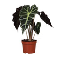 Alocasia amazonica Polly (olifantsoor) – Ø12 cm, 30 cm hoog