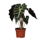 Alocasia amazonica Polly (olifantsoor) – Ø12 cm, 30 cm hoog