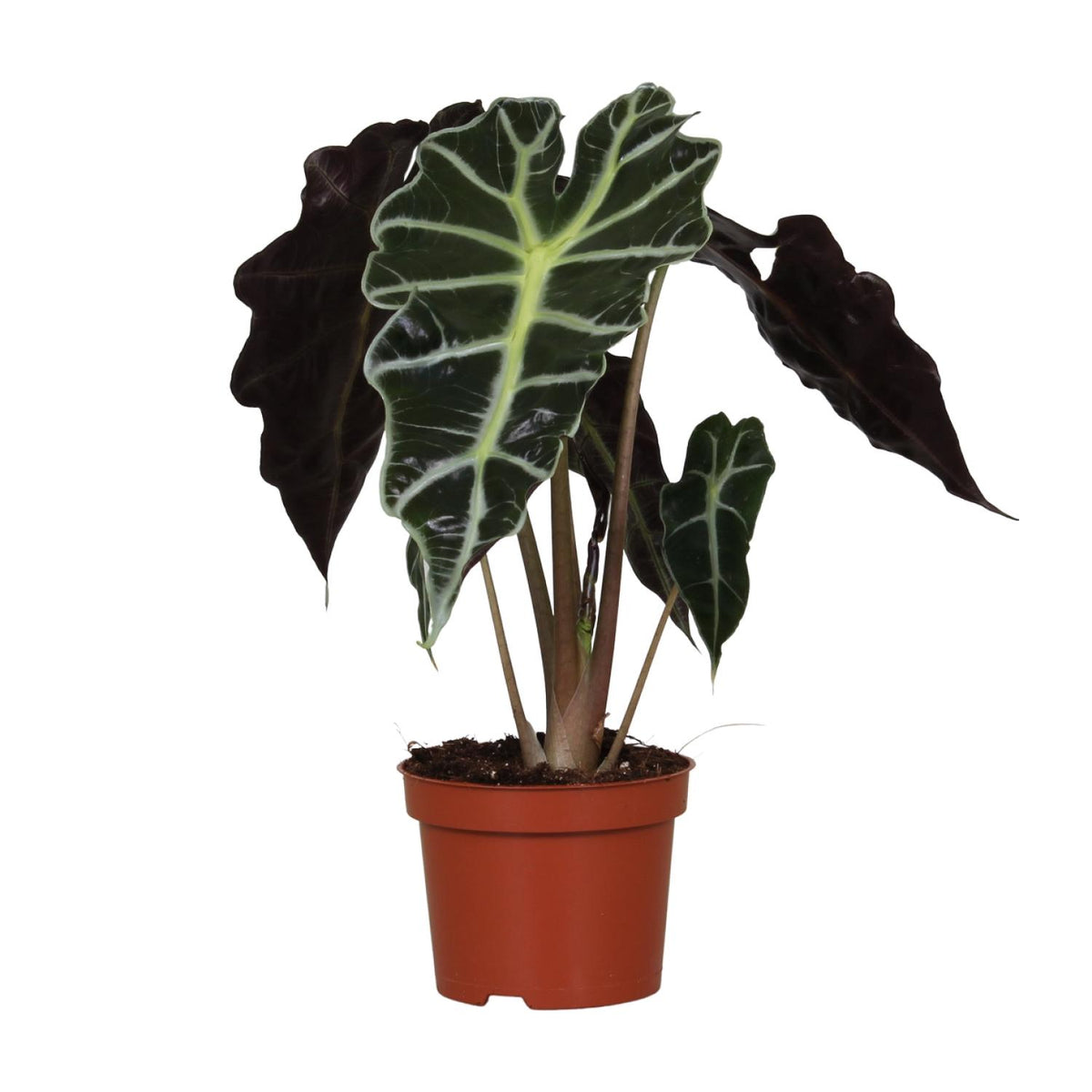 Alocasia amazonica Polly (olifantsoor) – Ø12 cm, 30 cm hoog