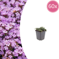 Thymus praecox 'Purple Beauty' (Zitronen-Thymian) – 60 Pflanzen, Ø9 cm, 10–25 cm hoch
