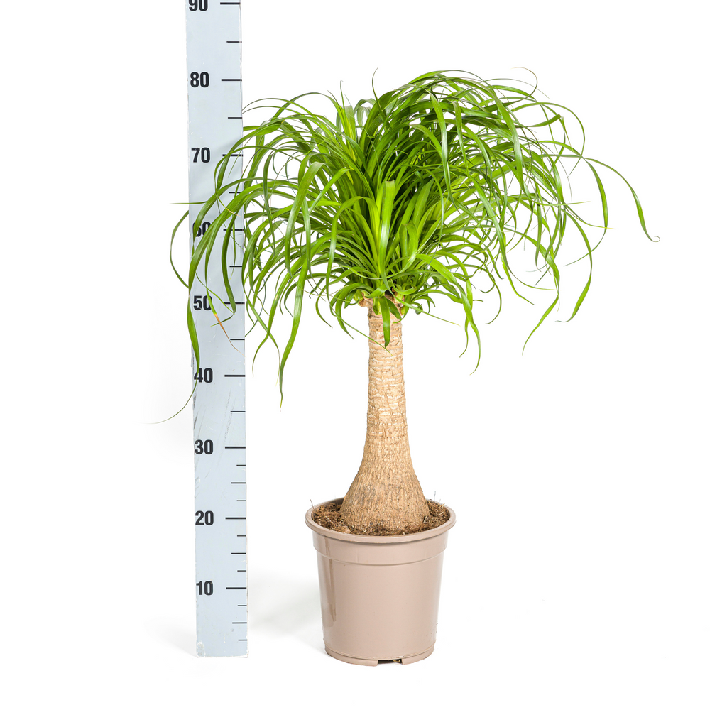 Beaucarnea recurvata Stam (elefantfod) – Ø21 cm, 60–80 cm høj