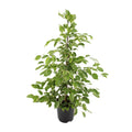 Ficus benjamina Goldenking (Weiner-Ficus) – Ø 21 cm, 95 cm hoch