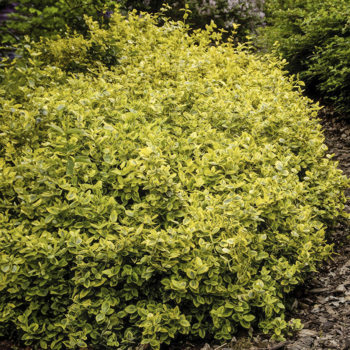Euonymus fort. 'Emerald N Gold' (burning bush) – 6 plants, Ø9 cm, 10–25 cm high – photo 6