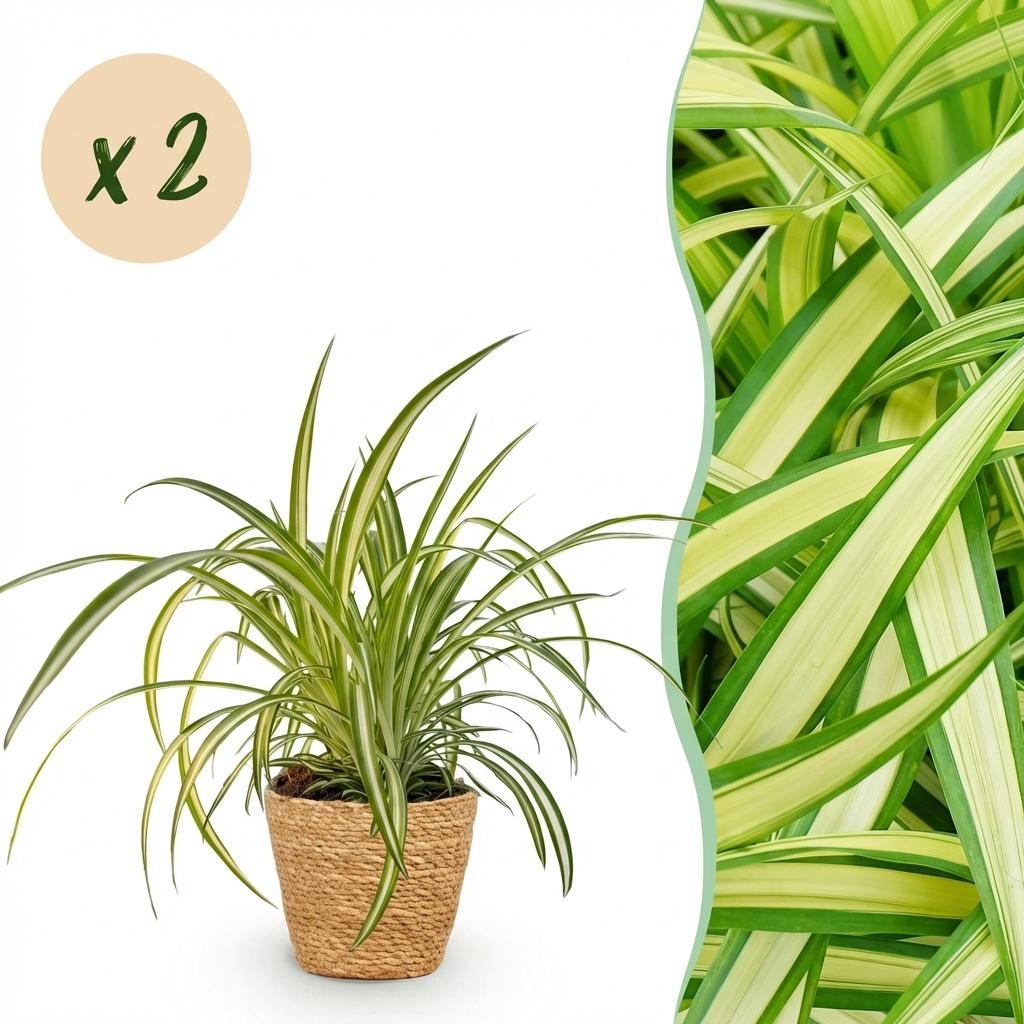 2× Chlorophytum comosum Variegatum (graslelie) met mand – Ø12 cm, 20 cm hoog