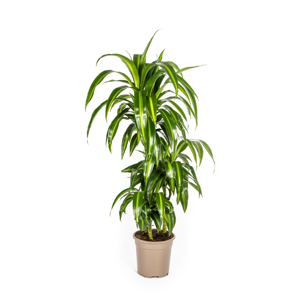 Dracaena Deremensis Hawaiian Sunshine (drakenboom) – Ø21 cm, 90–110 cm hoog