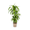 Dracaena Deremensis Hawaiian Sunshine (drakenboom) – Ø21 cm, 90–110 cm hoog
