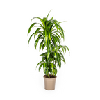 Dracaena Deremensis Hawaiian Sunshine (drakenboom) – Ø21 cm, 90–110 cm hoog
