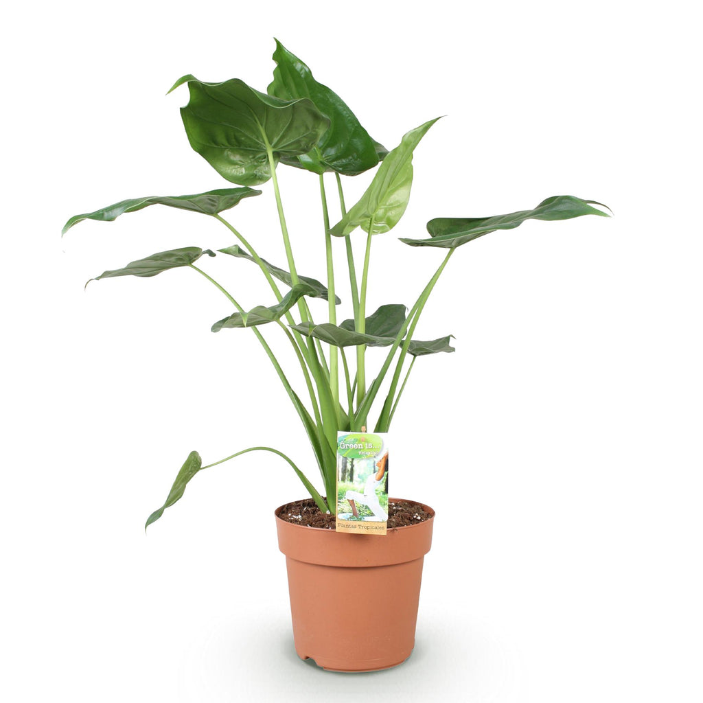 Alocasia Cucullata (oreille d’éléphant) – Ø21 cm, 65–70 cm de haut