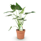 Alocasia Cucullata (oreille d’éléphant) – Ø21 cm, 65–70 cm de haut