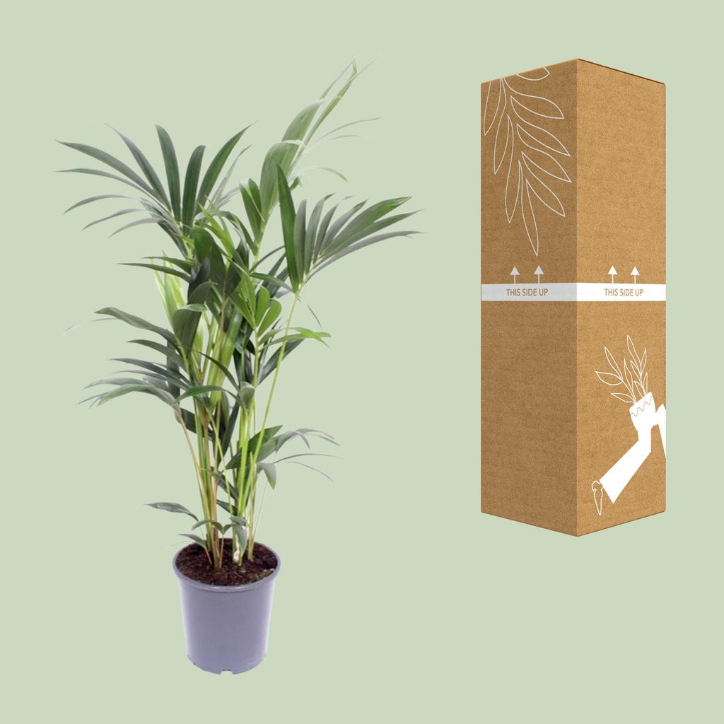 Howea forsteriana (palmier kentia) – Ø17 cm, 75 cm de haut