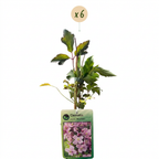 Clematis montana 'Mayleen' (clématite des montagnes) – rose clair – 6 plantes, Ø9 cm, 35 cm de haut