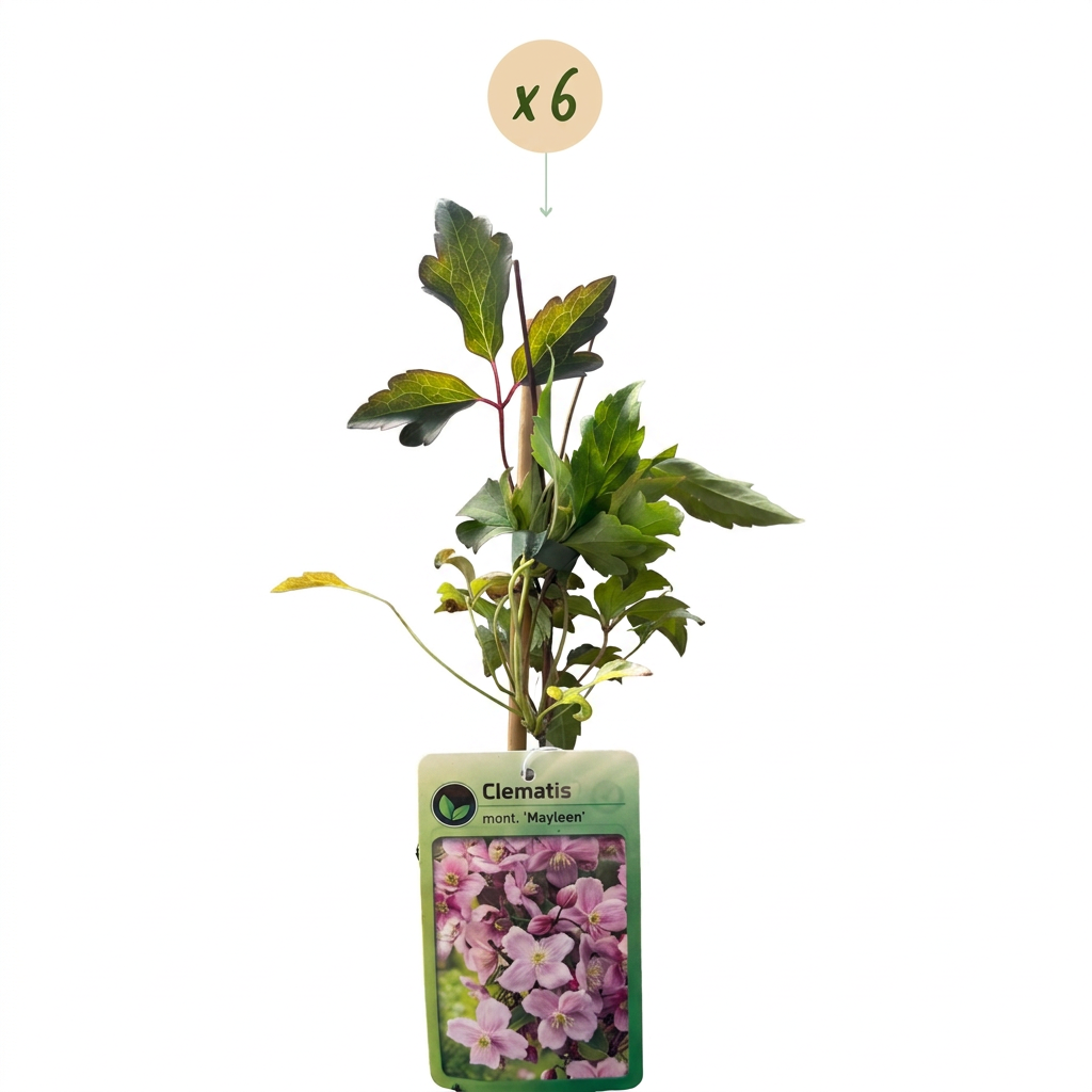 Clematis montana 'Mayleen' (clématite des montagnes) – rose clair – 6 plantes, Ø9 cm, 35 cm de haut – photo 2
