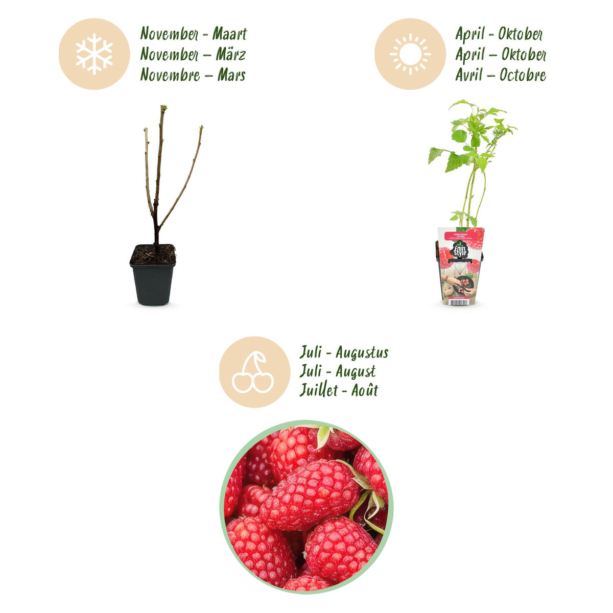 Rubus idaeus 'Heritage' (hindbær) – 3 planter, Ø9 cm, 35 cm høje – billede 9