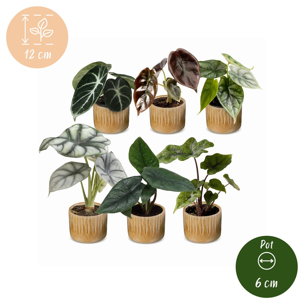 6× Baby Alocasia Familie (elefantøre) incl. Linnea Honey – Ø6 cm, 12 cm høj