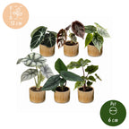 6× Baby Alocasia Familie (elefantøre) incl. Linnea Honey – Ø6 cm, 12 cm høj