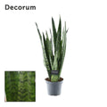 Sansevieria Zeylanica (Decorum) (svigermors tunge) – Ø14 cm, 55 cm høj