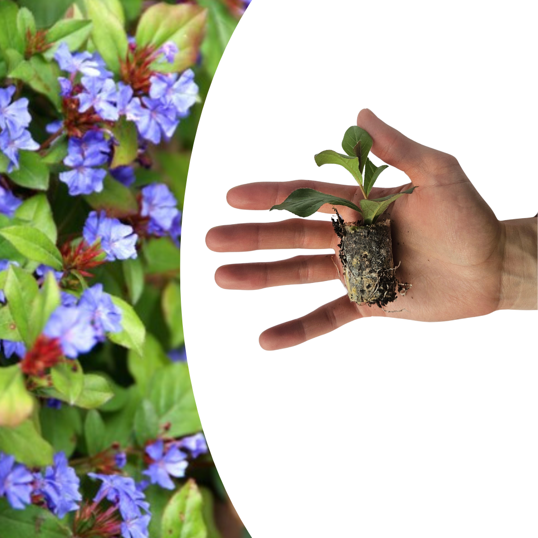 Ceratostigma (loodkruid)