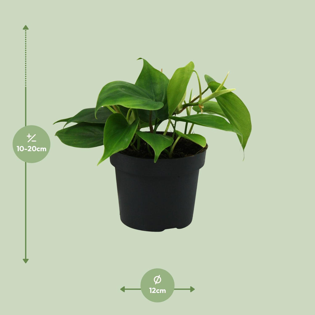 Philodendron scandens – Ø12 cm, 20 cm hoog