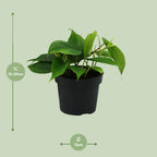 Philodendron scandens – Ø12 cm, 20 cm hoog