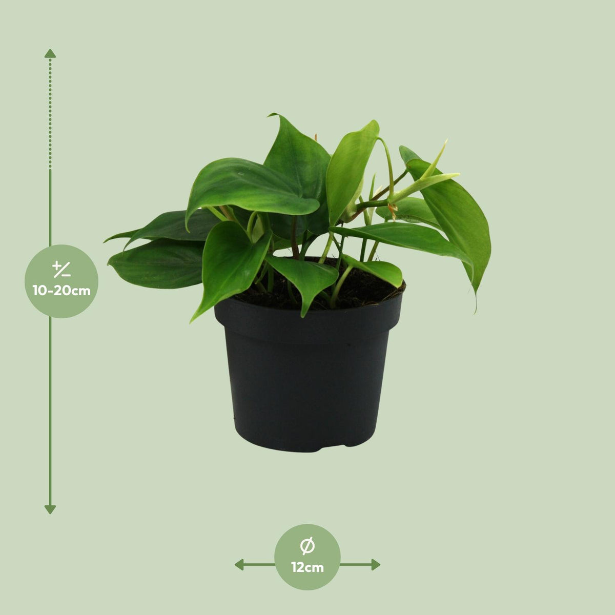 Philodendron scandens – Ø12 cm, 20 cm hoog