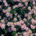 Aster ageratoides 'Asran' – 6 plants, Ø9 cm, 10–25 cm tall