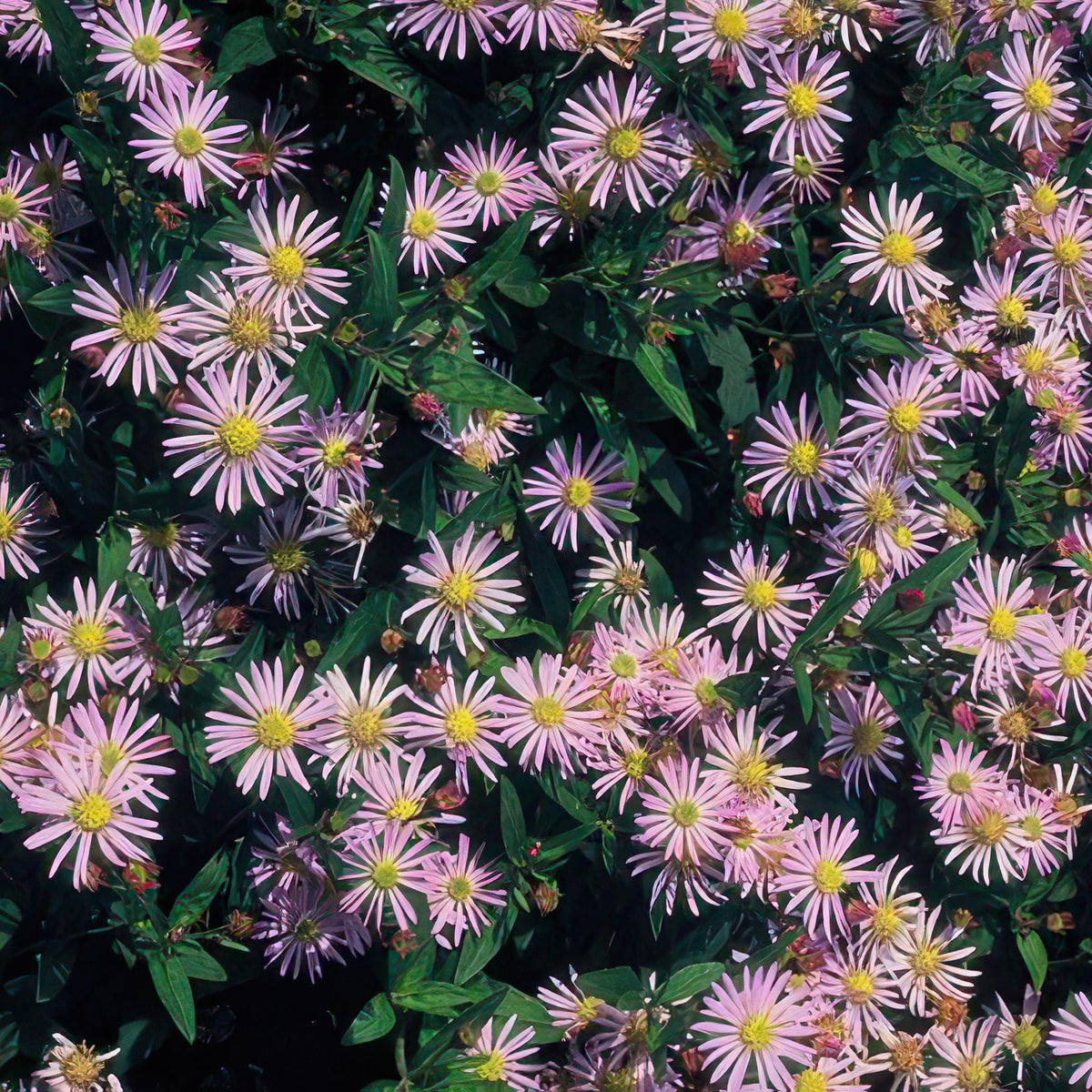 Aster ageratoides 'Asran' – 6 plants, Ø9 cm, 10–25 cm tall