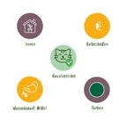3× Maranta Silverband, Marantha Lemon Lime Marantha Kerchoveana (prayer plant) in white Potter decorative pot – Ø12 cm, 25 cm high