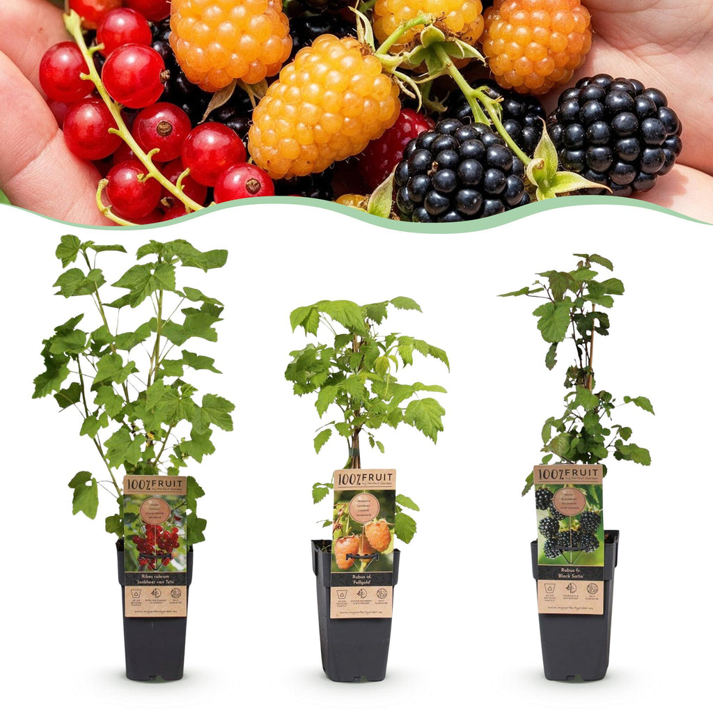 Ribes-rubes 'Mix' (dreifarbig) – 3 Pflanzen, Ø 15 cm, 50 cm hoch – Bild 2