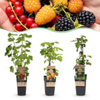 Ribes-rubes 'Mix' (dreifarbig) – 3 Pflanzen, Ø 15 cm, 50 cm hoch