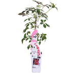 Parthenocissus henryana (Chinese wild grape) – Ø15 cm, 65 cm high