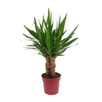 Yucca "Tres Cañas" 30 stam – Ø19 cm, 70 cm hög