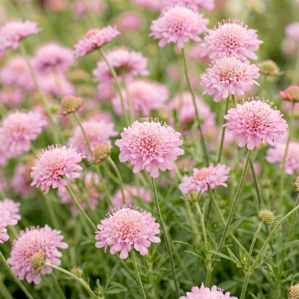 Scabiosa columbaria 'Pink Mist' (Kornblume) – rosa – 6 Pflanzen, Ø11 cm, 15–25 cm hoch – Bild 5