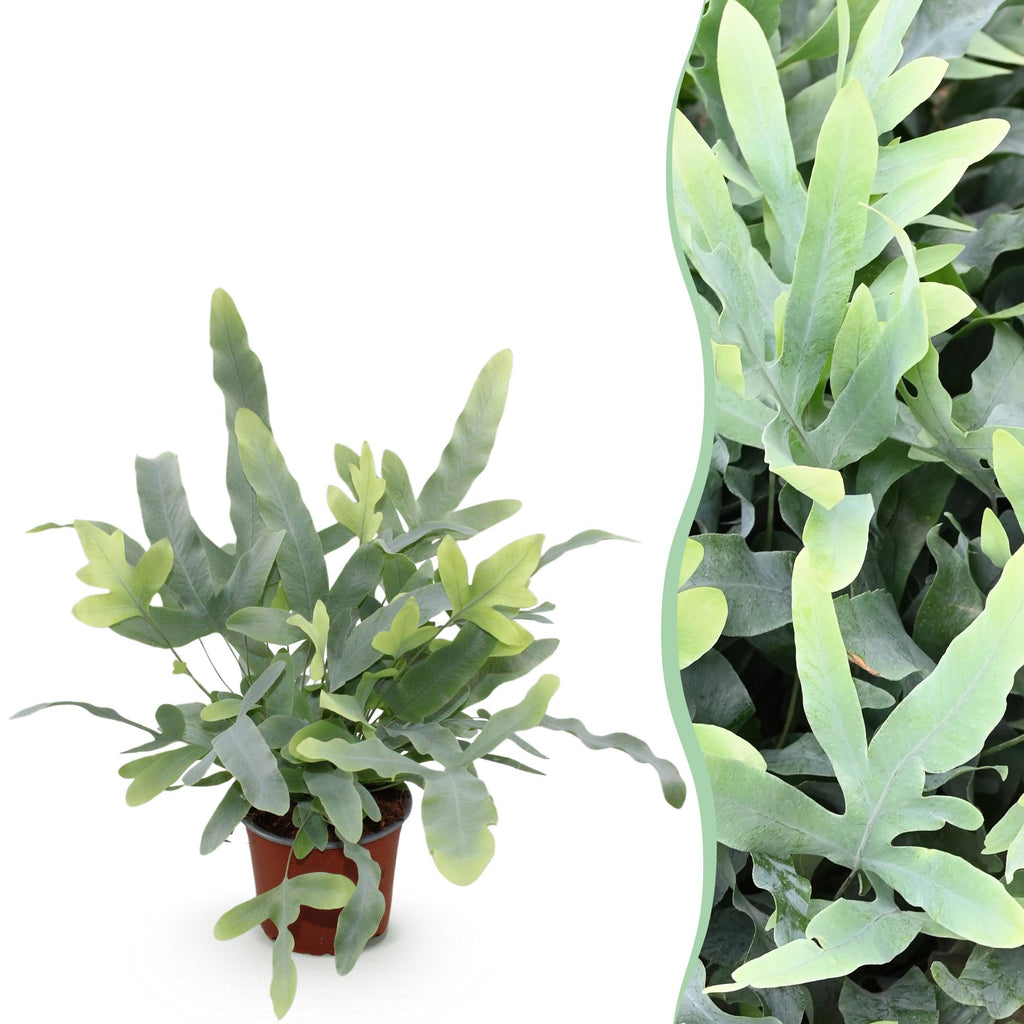 Phlebodium aureum Blue Star (fougère bleue) – Ø12 cm, 25 cm de haut