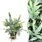 Phlebodium aureum Blue Star (fougère bleue) – Ø12 cm, 25 cm de haut