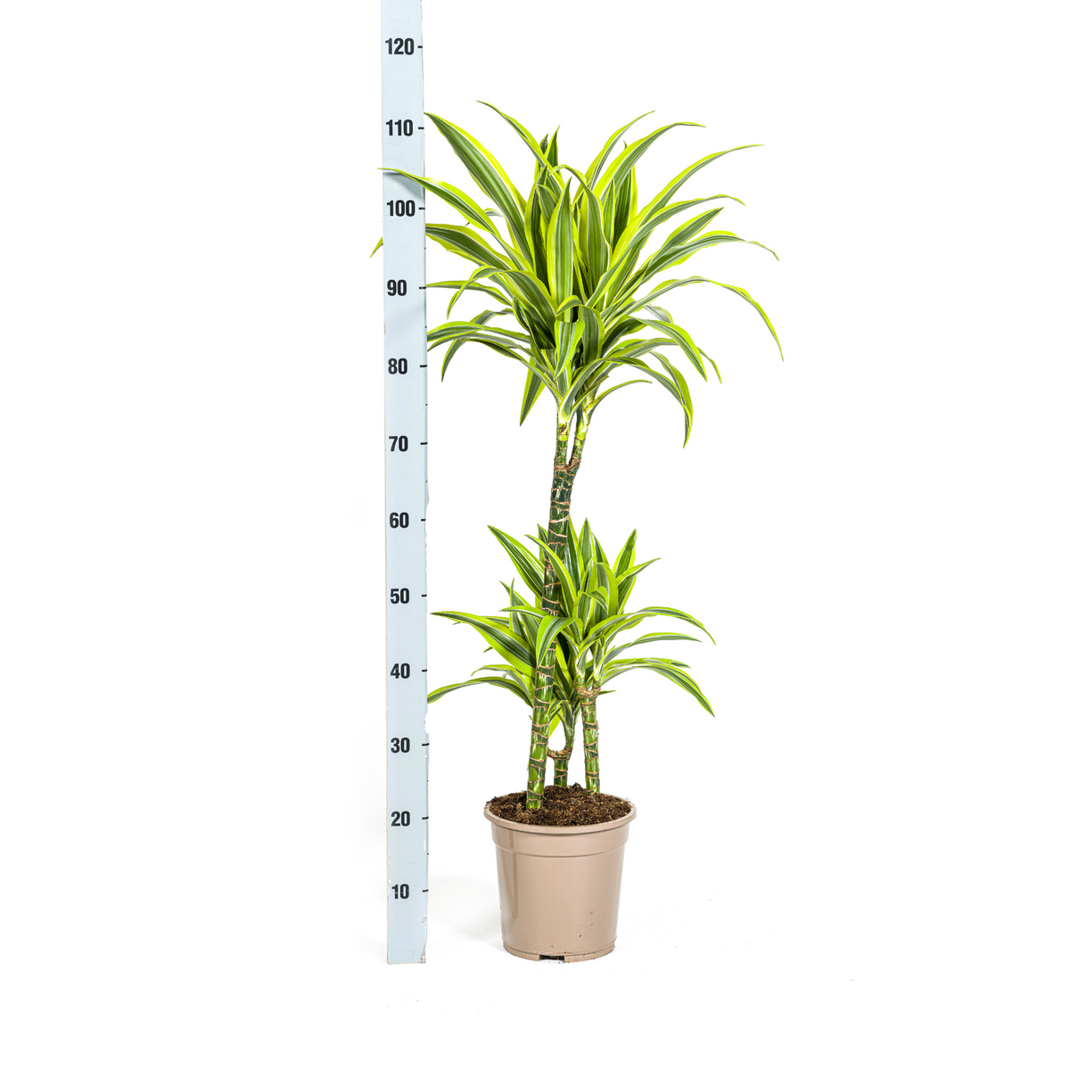 Dracaena Deremensis Lemon Lime (drakenboom) met mand – Ø21 cm, 90–110 cm hoog