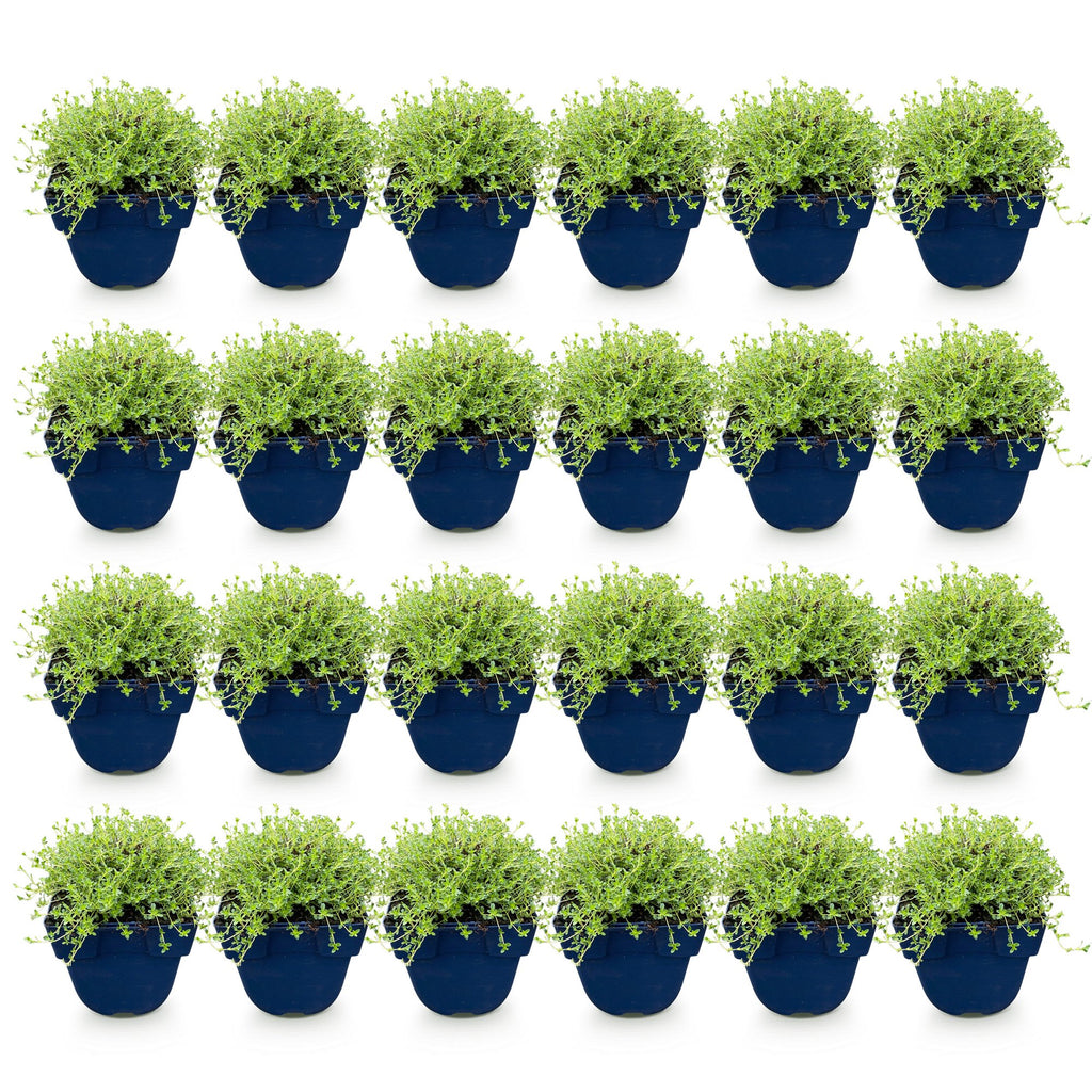 Thymus praecox 'Albiflorus' (hvid timian) – 24 planter, Ø11 cm, 15–25 cm høje – billede 3