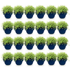 Thymus praecox 'Albiflorus' (hvid timian) – 24 planter, Ø11 cm, 15–25 cm høje