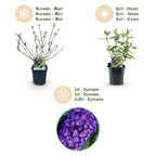 Buddleja davidii 'Empire Blue' (vlinderstruik) – blauw – 3 planten, Ø17 cm, 45 cm hoog