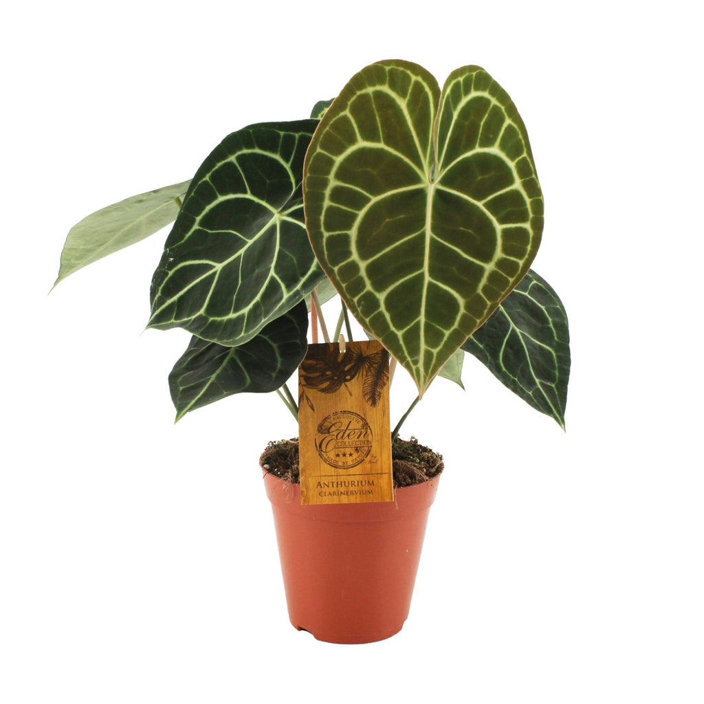 Anthurium Clarinervium (flamingoplant) – Ø15 cm, 25 cm hoog