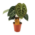 Anthurium Clarinervium (flamingoplant) – Ø15 cm, 25 cm hoog