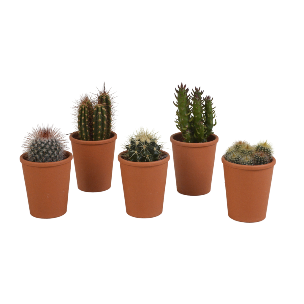 Kaktusmix (Cactaceae) i terrakottakrukke – Ø6 cm, 13 cm høj