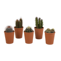 Kaktusmix (Cactaceae) i terrakottakrukke – Ø6 cm, 13 cm høj
