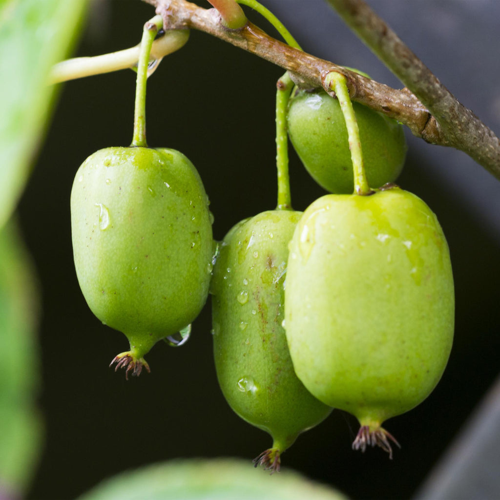 Actinidia arguta 'Issai' (green fruit) – 2 plants, Ø11 cm, 40 cm high – photo 4