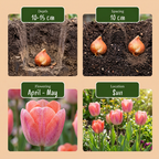 Tulipe 'Positive Vibe' – 160 bulbes (calibre 11/12)