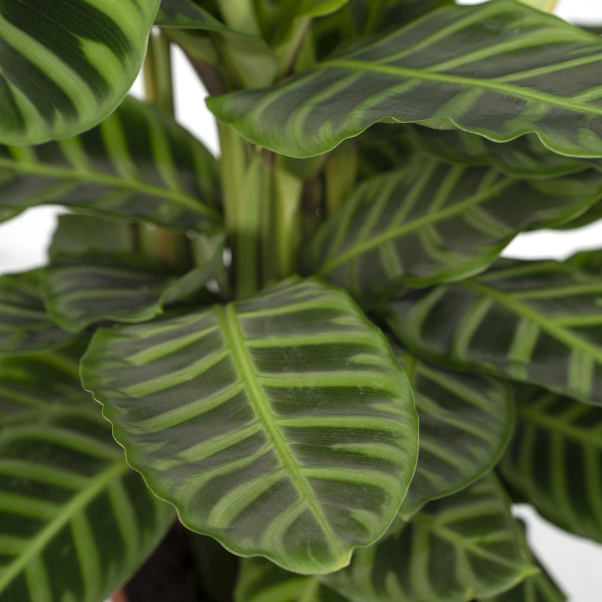 Calathea zebrina – Ø19 cm, 75 cm de haut